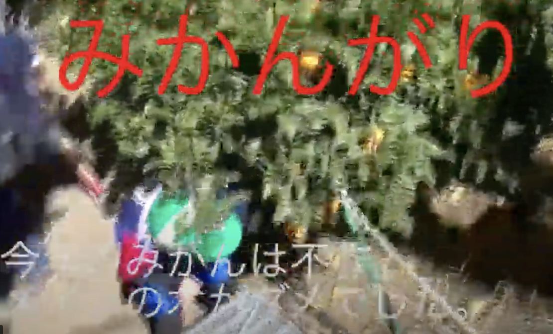 みかん狩り